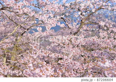三次市尾関山公園展望台から見た早朝の桜(Sakura)(桜No.082) 三次市尾関山公園展望台から見た早朝の桜(Sakura)(桜No.082) 87206604