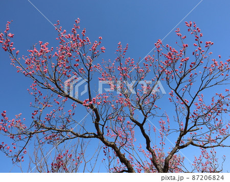 《小田原フラワーガーデン》満開の梅の花と青空 87206824