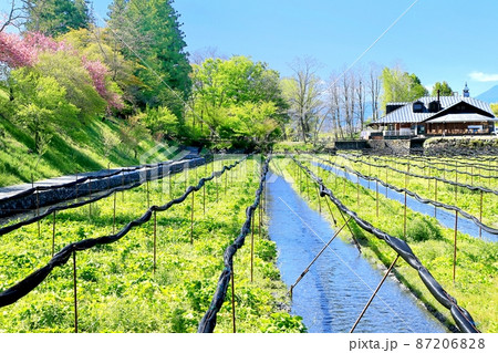 春の大王わさび農場 87206828