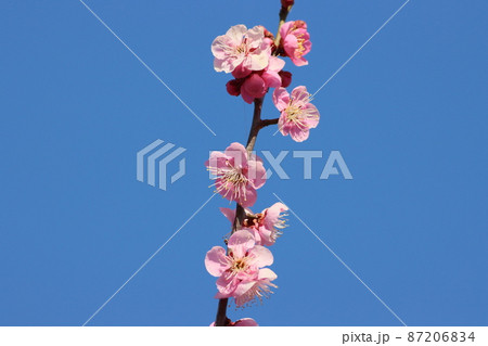 《小田原フラワーガーテン》満開の梅の花と青空 87206834