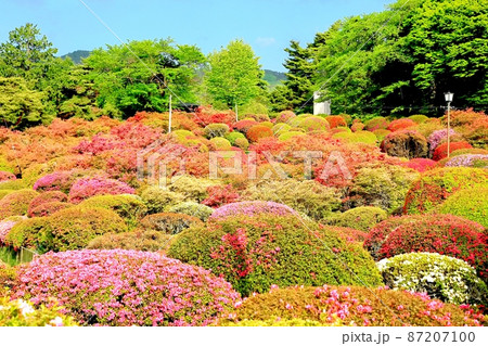 鶴峯公園のツツジ 87207100