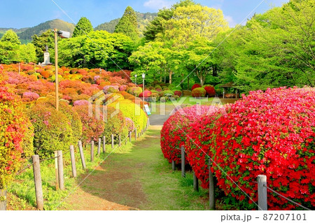 鶴峯公園のツツジ 鶴峯公園のツツジ 87207101