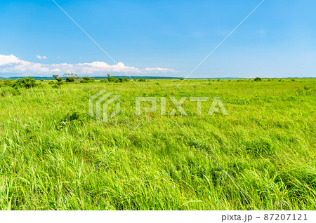 北海道 夏のサロベツ原生花園 87207121