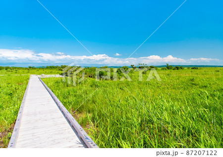 北海道 夏のサロベツ原生花園 北海道 夏のサロベツ原生花園 87207122