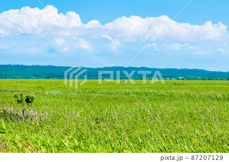 北海道 夏のサロベツ原生花園 87207129