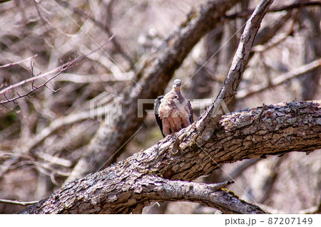 栃木県日光市奥日光で春の日差しに木々の間の大枝に留まる野鳩 87207149