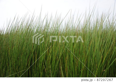 国産無農薬い草畑 国産無農薬い草畑 87207267