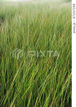 国産無農薬い草畑 87207268