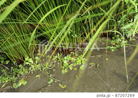 国産無農薬い草畑 87207269