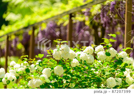 植物の花「新緑風景・公園の植物花」テマリカンボク(ビバーナムスノーボール)(鹿央古代の森)熊本県山鹿 87207399