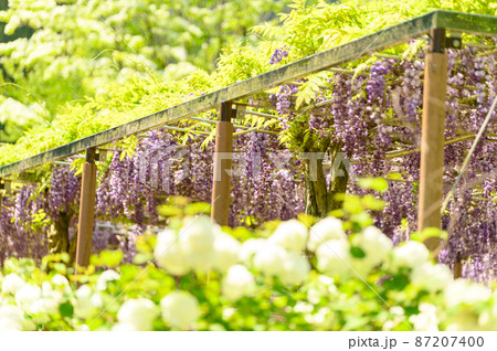 植物の花「新緑風景・公園の植物花」藤の花 黒竜藤 (鹿央古代の森)熊本県山鹿市 植物の花「新緑風景・公園の植物花」藤の花 黒竜藤 (鹿央古代の森)熊本県山鹿市 87207400
