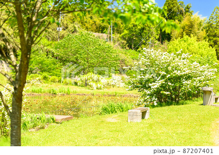 植物の花「新緑風景・公園の植物花」テマリカンボク(ビバーナムスノーボール)(鹿央古代の森)熊本県山鹿 87207401
