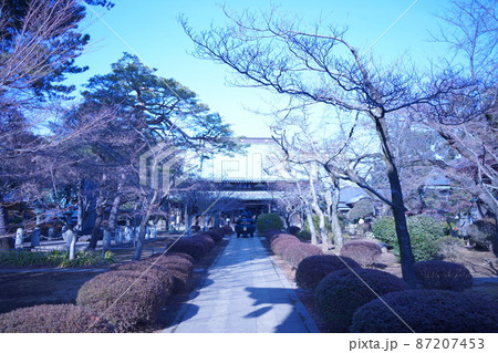 世田谷城の主要部であった曹洞宗の寺院であり招き猫発祥の地　豪徳寺 87207453