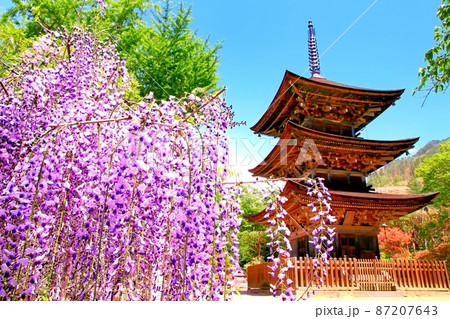 前山寺三重塔と藤の花 87207643