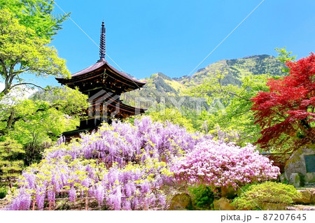 前山寺三重塔と藤の花 87207645
