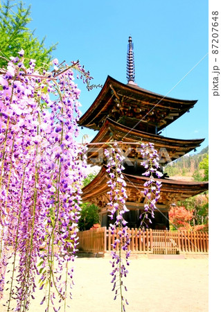 前山寺三重塔と藤の花 87207648