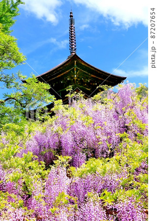 前山寺三重塔と藤の花 87207654