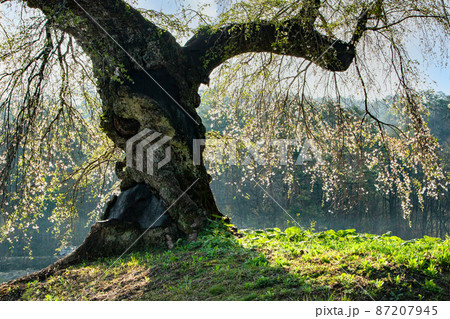 長沢の枝垂桜です。有名な桜です。朝日に照らされています。広島県　 87207945