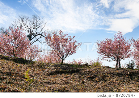色鮮やかな山村の花風景です。静かな山里にきれいに咲いています。島根県 87207947