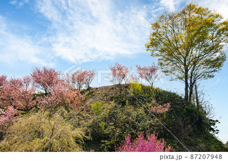 色鮮やかな山村の花風景です。静かな山里にきれいに咲いています。島根県 87207948