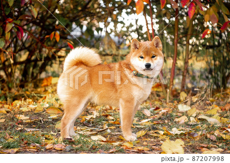 young red shiba inu autumn young red shiba inu autumn 87207998