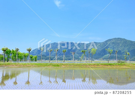 夏井のハザ木 夏井のハザ木 87208255