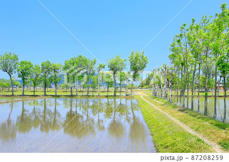 夏井のハザ木 夏井のハザ木 87208259