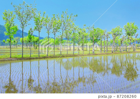 夏井のハザ木 夏井のハザ木 87208260