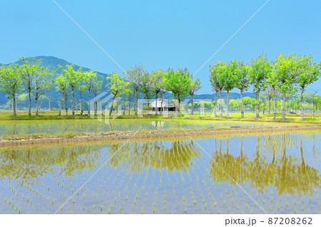 夏井のハザ木 夏井のハザ木 87208262