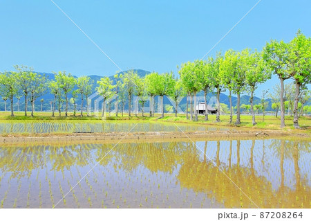 夏井のハザ木 夏井のハザ木 87208264