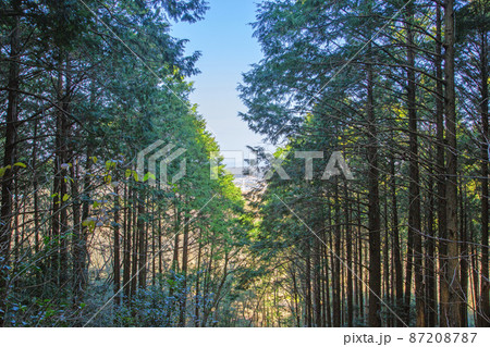 登山道の景色 登山道の景色 87208787
