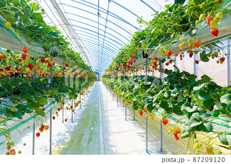 いちご狩り 87209120