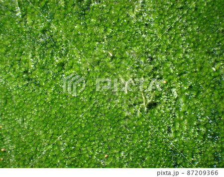 苔 緑 苔 緑 87209366