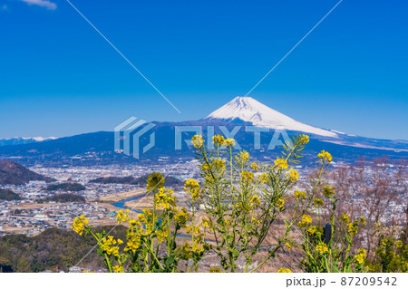 (静岡県)菜の花咲く、伊豆田方地区から眺める、富士山 (静岡県)菜の花咲く、伊豆田方地区から眺める、富士山 87209542