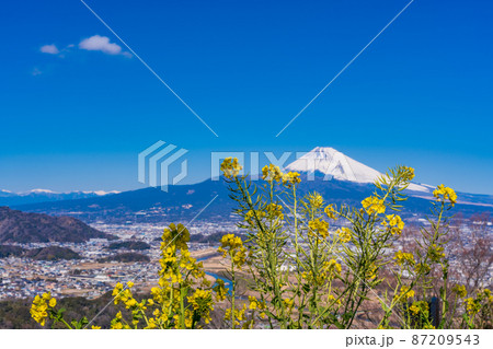 (静岡県)菜の花咲く、伊豆田方地区から眺める、富士山 (静岡県)菜の花咲く、伊豆田方地区から眺める、富士山 87209543