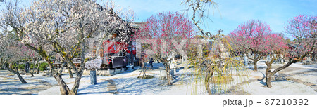 福岡県築上町にある梅の名所綱敷天満宮境内パノラマで 87210392