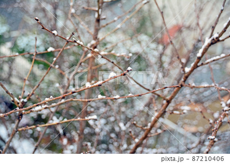 枝に餅花のような雪がついた冬の木の景色 87210406