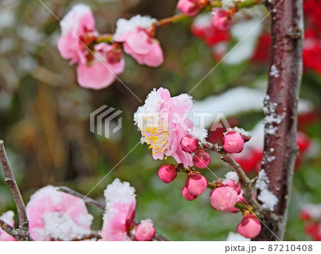 寒い早春に雪をかぶるピンクの梅の花と蕾 寒い早春に雪をかぶるピンクの梅の花と蕾 87210408