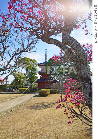 福岡県みやこ町にある豊前国分寺朱塗りの三重塔と梅 福岡県みやこ町にある豊前国分寺朱塗りの三重塔と梅 87210420