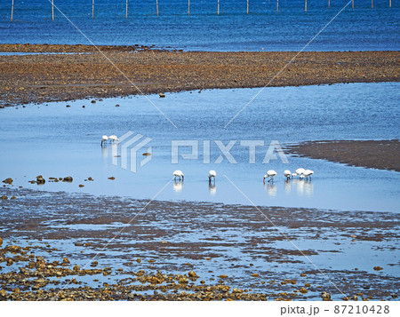 海の浅瀬で採食する渡り鳥長い嘴のクロツラヘラサギの群れ 海の浅瀬で採食する渡り鳥長い嘴のクロツラヘラサギの群れ 87210428