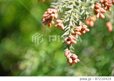 花粉症を引き起こす常緑高木のスギの雄花 87210429