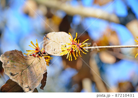 枯葉の残った枝に花をつける早春のマンサクの枝 87210431