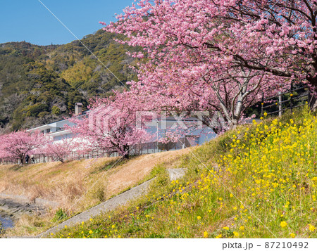 早咲きの南伊豆町の河津桜と菜の花 2月 早咲きの南伊豆町の河津桜と菜の花 2月 87210492