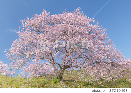 早咲きの南伊豆町の河津桜 2月 早咲きの南伊豆町の河津桜 2月 87210493