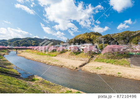 早咲きの南伊豆町の河津桜 2月 早咲きの南伊豆町の河津桜 2月 87210496