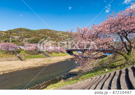 早咲きの南伊豆町の河津桜 2月 早咲きの南伊豆町の河津桜 2月 87210497