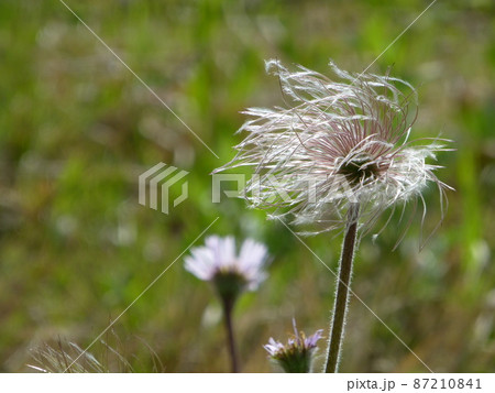 岩手県区界高原のオキナグサの穂 岩手県区界高原のオキナグサの穂 87210841