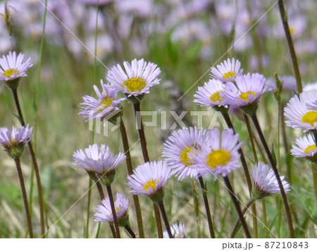 岩手県区界高原のアズマギク 87210843