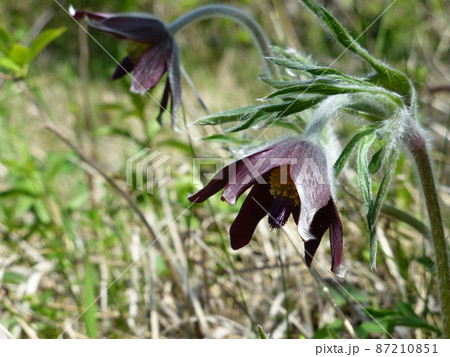 岩手県早坂高原のオキナグサ 87210851