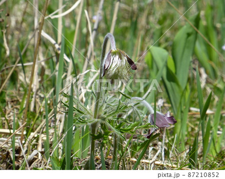 早坂高原のオキナグサ 早坂高原のオキナグサ 87210852